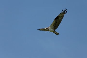 Western osprey in flight.Natural scne from Wisconsin