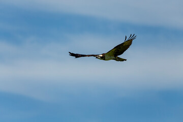 Western osprey in flight.Natural scne from Wisconsin