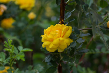 Beautiful yellow tea rose flowers on branches in the garden