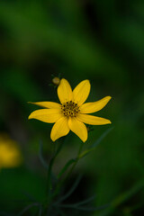 yellow Sun flower on blue background 