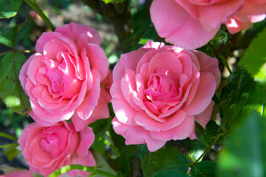 r&oacute;żowa r&oacute;ża w ogrodzie pink rose in the garden