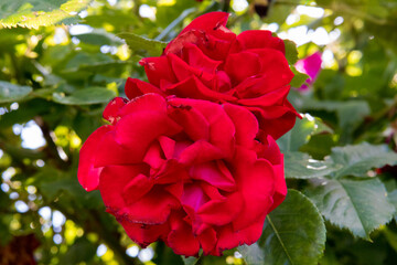 czerwona róża w ogrodzie red rose in the garden