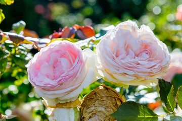 różowa róża w ogrodzie pink rose in the garden