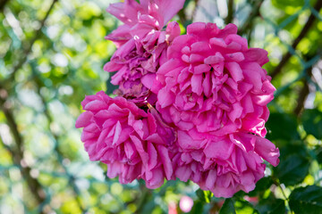 róża gałązkowa w ogrodzie twig rose in the garden