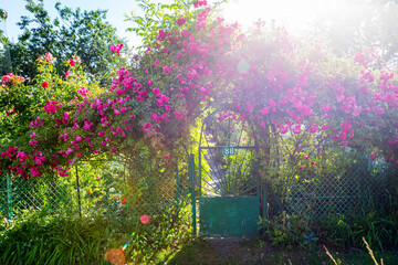 bramka z żywopłotem róży gałązkowej  gate with a twig rose hedge © Michał.S-FOTO
