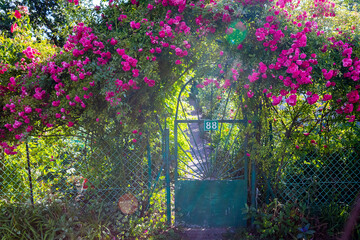 bramka z żywopłotem róży gałązkowej  gate with a twig rose hedge © Michał.S-FOTO