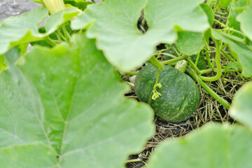 葉っぱの奥に見える大きく育ったカボチャ