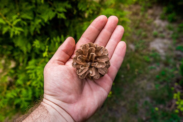 szyszka na dłoni 
pine cone