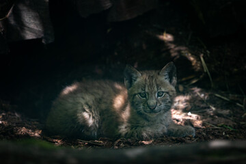 Naklejka na ściany i meble Baby Lynx in the forest