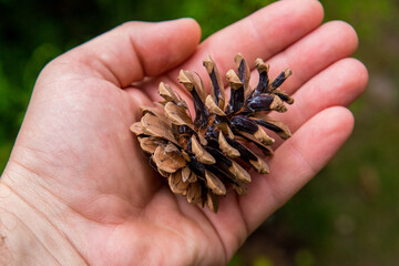 szyszka na dłoni 
pine cone