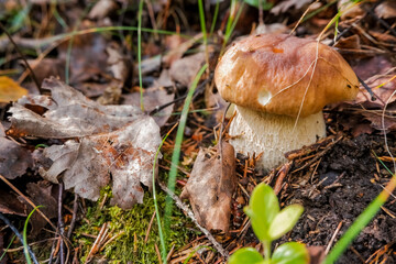 Calluna vulgaris ,known as Common Heather, ling, or simply heather and big edible mushroom.Ceps in natural environment. Gourmet cousin. Searching for the mushrooms in the wild forest.