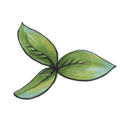 Basil Leaves Illustration