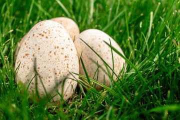 Three turkey eggs in the green grass. Products of natural origin.