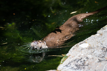 European Otter swimming in the lake