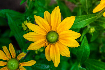 Rudbekia w ogrodzie Rudbeckia in the garden