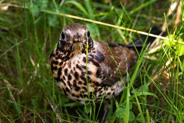 Young thrush bird out of town on green grass. Open beak thrush. Wild nature.
