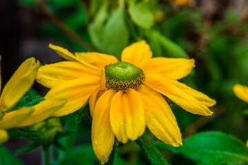 Rudbekia w ogrodzie Rudbeckia in the garden