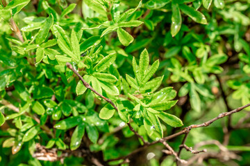 Fototapeta premium Dew on a bright green bush. Drops of water on a green bush