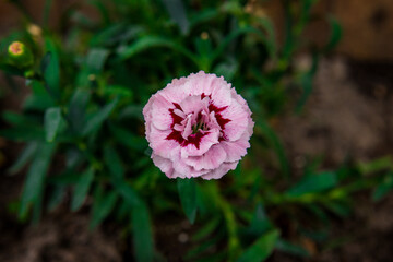 goździk rosnący w ogrodzie 
carnation growing in the garden - obrazy, fototapety, plakaty
