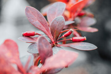 Berberis thunbergii. Barberry. Ripe barberries thunbergii isolated on white background