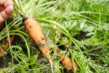 家庭菜園で育てたニンジンの収穫