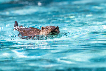 European Otter swimming in the swimming pool