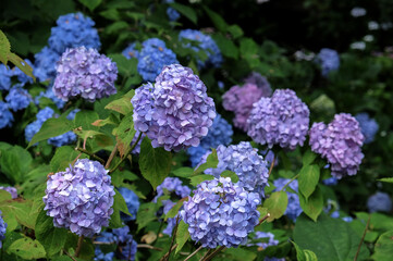 奈良 矢田寺 あじさい NARA Yata-dera Temple Ajisai (Japanese hydrangea)
