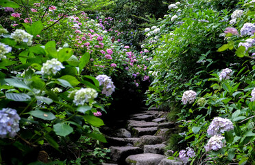 奈良 矢田寺 あじさい NARA Yata-dera Temple Ajisai (Japanese hydrangea)