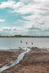 seagulls on the beach