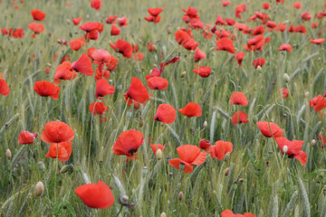 Fototapeta na wymiar Red poppy field with a rye meadow