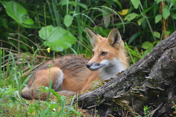 Red fox laying down behind a tree stump at forest edge