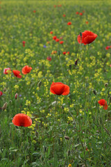 Red poppy field with a rye meadow