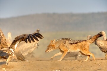 BLACKBACKED JACKAL (Canis mesomelas) 
