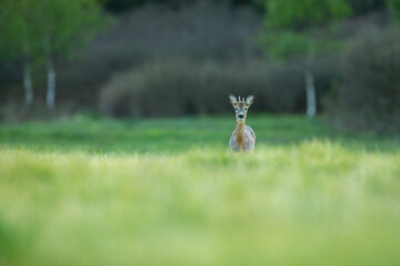 Roe deer in the magical nature. Beautiful european wildlife. Wild animal in the nature habitat. Roe deer rut.