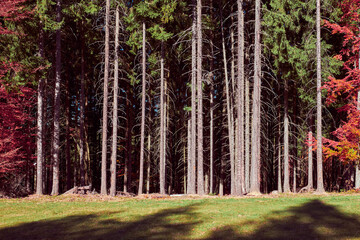 Fototapeta na wymiar Forest in the Carpathian mountains