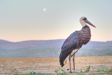 WOOLY NECKED STORK ( Ciconia episcopus)  against a setting full moon. 