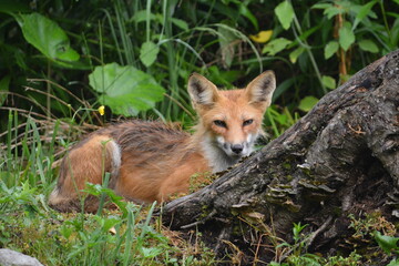 Naklejka na ściany i meble Red fox laying down behind a tree stump at forest edge