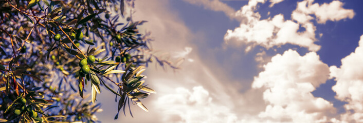 Olive Branch on Sky Background. 