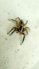 spider on the beach