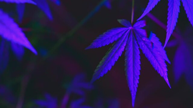 Purple blue cannabis indoors. Growing pot in groutent. Vegetative stage of marijuana growth. Medical marijuana.