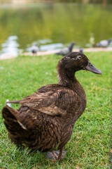 Photo of a black duck walking relaxed in the park