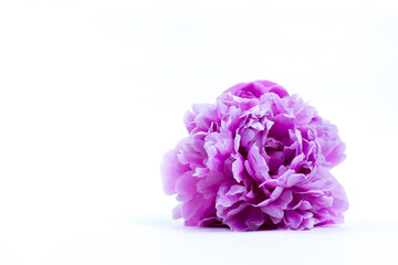 lilac flower isolated on white background