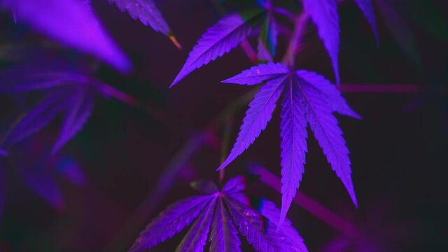 Purple blue cannabis indoors. Growing pot in groutent. Vegetative stage of marijuana growth. Medical marijuana.