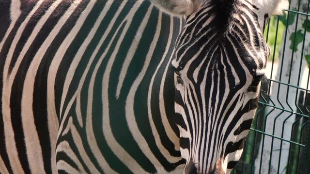 zebras walk in the zoo