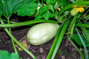 zucchini in the vegetable garden
