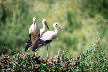 Fototapeta premium White Stork in the meadow