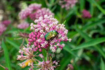 Bronze beetle on a flower close-up.