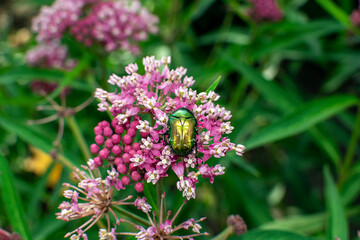 Bronze beetle on a flower close-up.