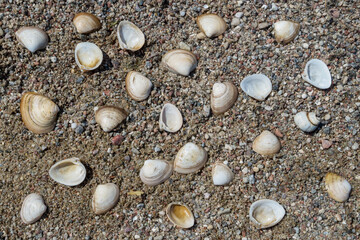 Open flaps of marine striped oyster shells in white, cream, brown and beige colors, lying randomly on the coarse gray sand on the shore of the sea Bay.