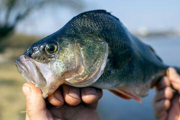 caught perch in hand close-up.